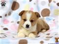 Pembroke Welsh Corgi