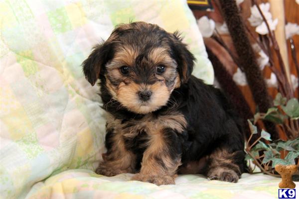 yorkie mixed breeds for sale mixed breed puppy for sale ruby yorkie poo 4 years yorkie mixed breeds for sale mixed breed puppy for sale ruby yorkie poo 4 years