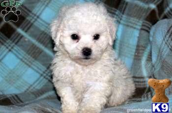 Bichon Frise Puppies