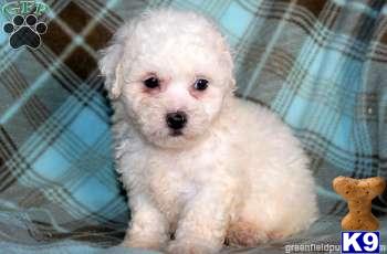 Bichon Frise Puppies