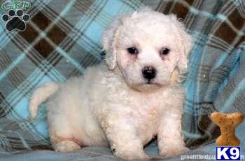 Bichon Frise Puppies