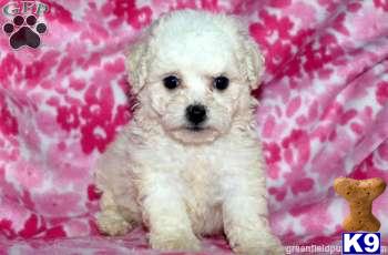 Bichon Frise Puppies