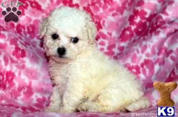 Bichon Frise Puppies