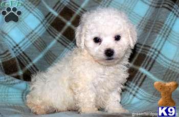 Bichon Frise Puppies