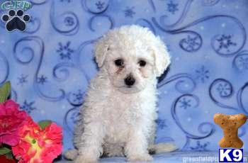 Bichon Frise Puppies
