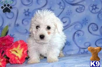 Bichon Frise Puppies