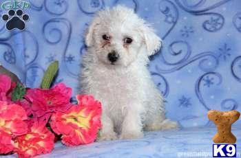 Bichon Frise Puppies