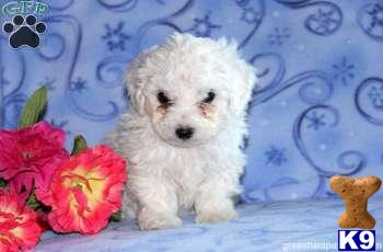 Bichon Frise Puppies