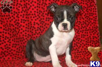 Boston Terrier Puppies