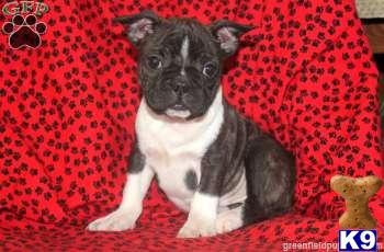 Boston Terrier Puppies