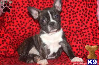 Boston Terrier Puppies
