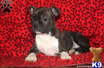 Boston Terrier Puppies