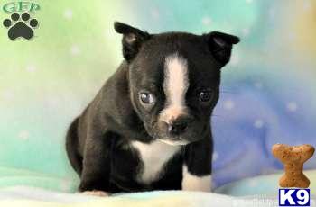 Boston Terrier Puppies