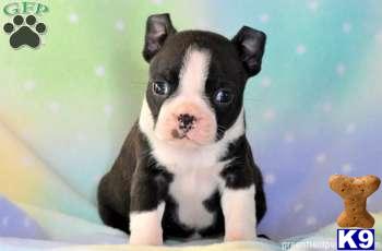 Boston Terrier Puppies