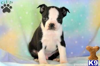 Boston Terrier Puppies