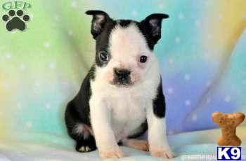 Boston Terrier Puppies