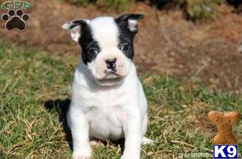 Boston Terrier Puppies