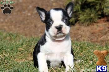 Boston Terrier Puppies