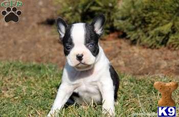 Boston Terrier Puppies