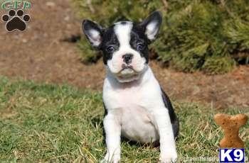 Boston Terrier Puppies