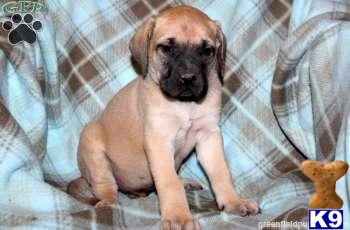 Mastiff Puppies