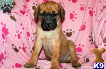 Mastiff Puppies