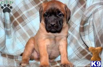Mastiff Puppies