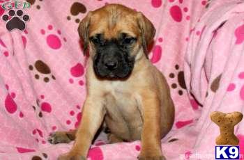 Mastiff Puppies