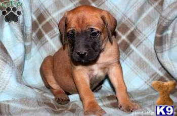 Mastiff Puppies