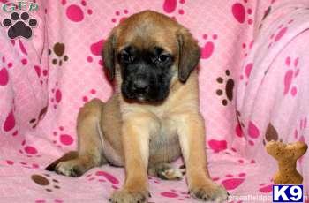 Mastiff Puppies