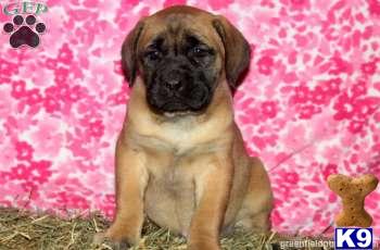 Mastiff Puppies