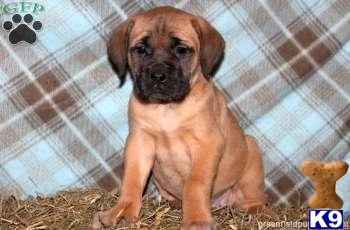 Mastiff Puppies