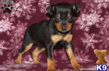 Miniature Pinscher Puppies