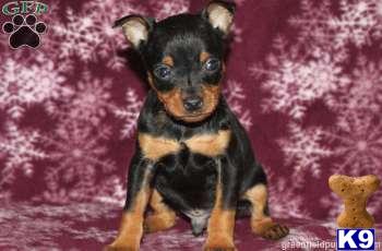 Miniature Pinscher Puppies