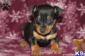 Miniature Pinscher Puppies