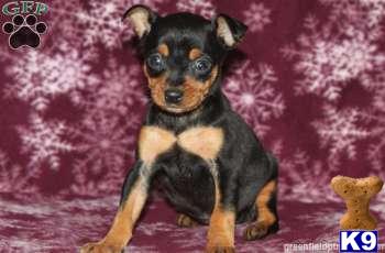Miniature Pinscher Puppies