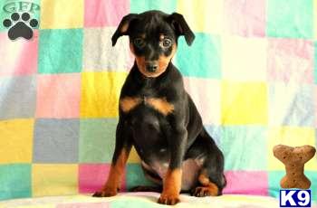 Miniature Pinscher Puppies