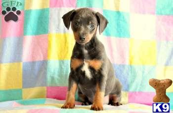 Miniature Pinscher Puppies