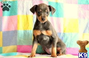 Miniature Pinscher Puppies
