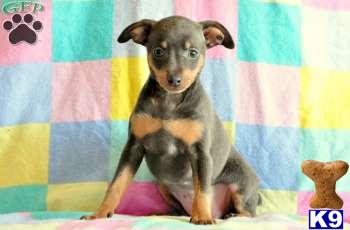 Miniature Pinscher Puppies