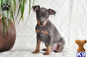 Miniature Pinscher Puppies