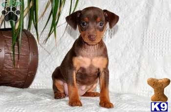 Miniature Pinscher Puppies