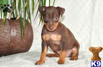 Miniature Pinscher Puppies