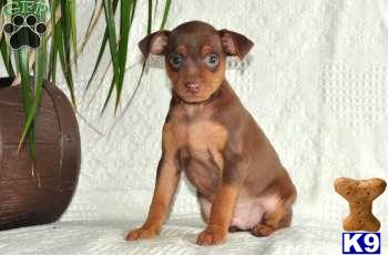 Miniature Pinscher Puppies