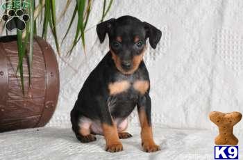 Miniature Pinscher Puppies