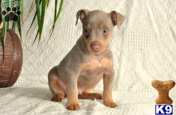Miniature Pinscher Puppies