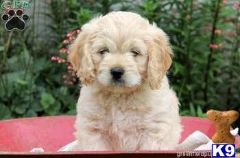 Mixed Breed Puppies