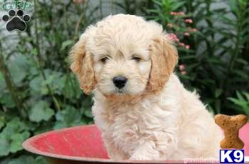 Mixed Breed Puppies