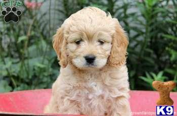 Mixed Breed Puppies