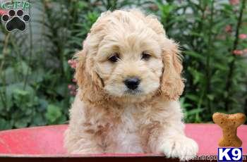 Mixed Breed Puppies